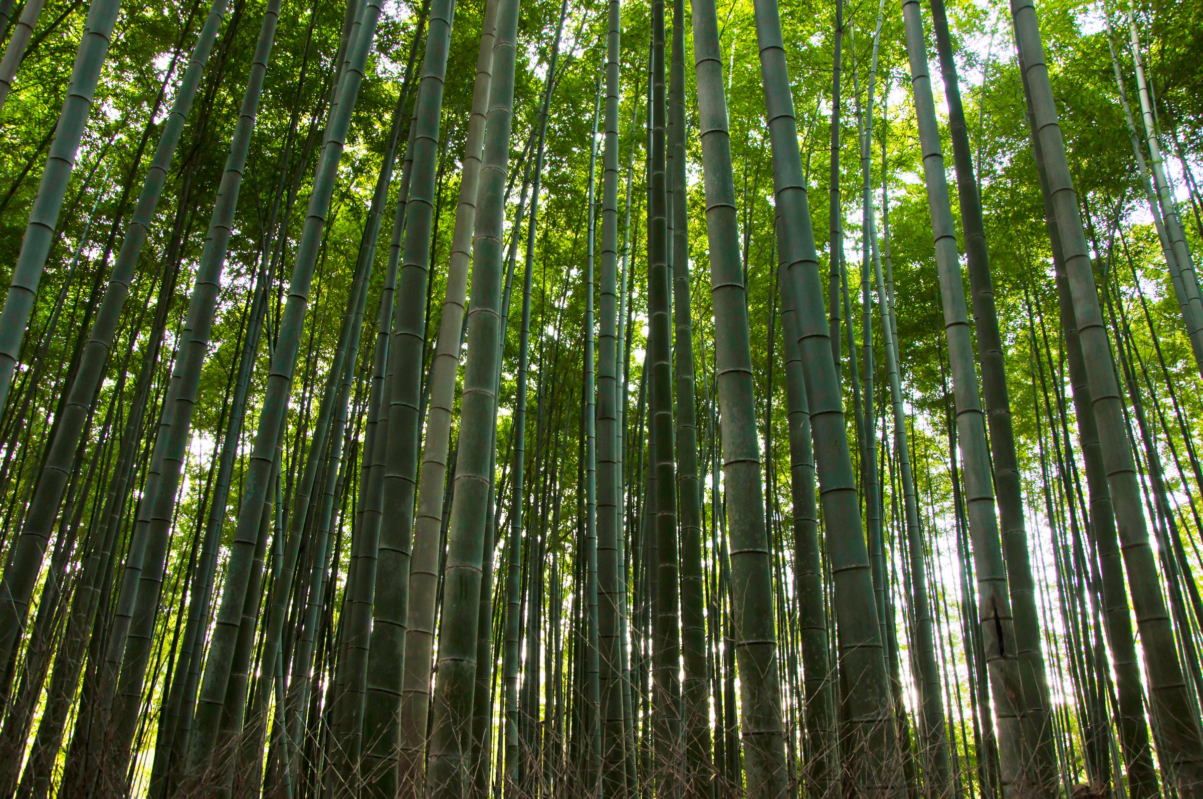 Bambusdyner