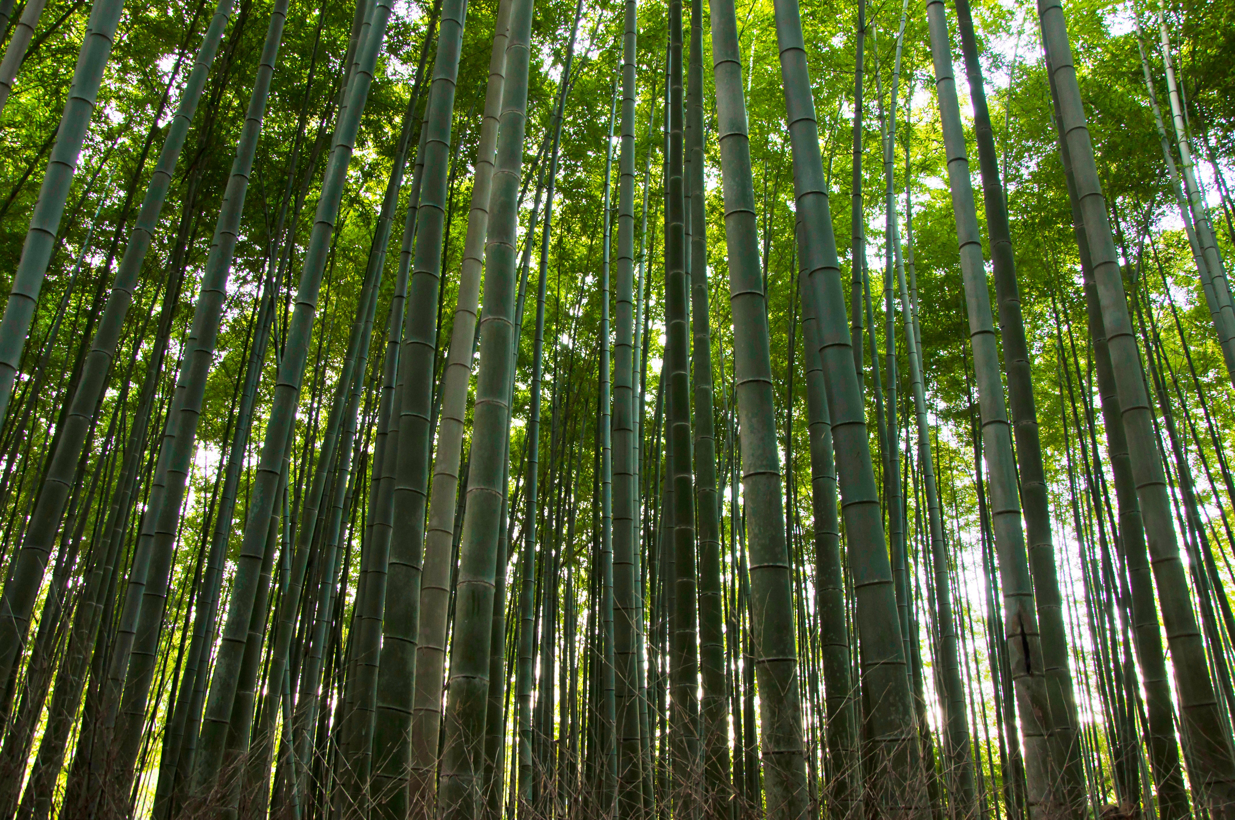 Bambuspuder